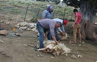 Kötekli Yörüklerinin koyun kırkması şölenle...