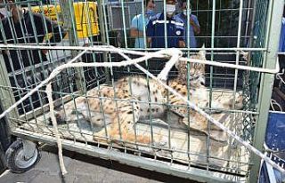 Köye inen vaşak yakalandı