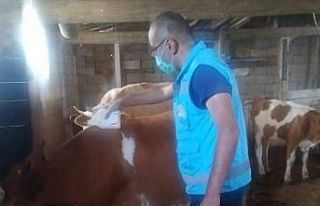 Köylerde ’’Kırım kongo kanamalı ateşi’’...