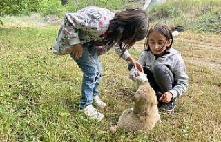 Köyün gençleri annesiz kalan yavru köpeği biberonla...