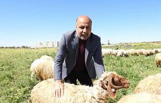 Koyun Keçi Yetiştiricileri Birliği Başkanı’ndan...