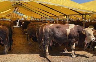 Küçükçekmece’de Kurban Bayramı için tüm önlemler...