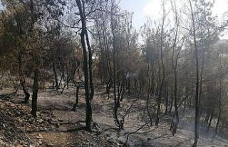 Kula’da orman yangını korkuttu