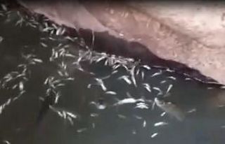 Kulp Çayı kurudu, binlerce balık telef oldu
