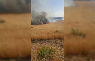 Kulp’ta 150 dönümlük buğday tarlası kül oldu