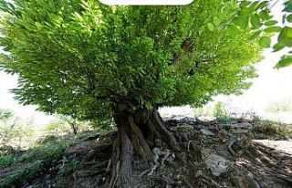 Kulp’ta 410 yıllık kestane ağacı anıt ağaç...