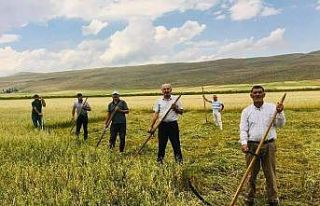 Kuraklık çiftçiyi eski aletlere yönlendirdi