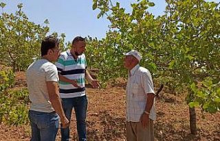 Kuraklık fıstığı vurdu, ziraat mühendisleri...