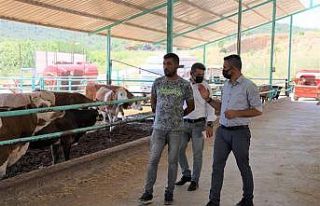 Kurban Bayram öncesi büyükbaş hayvan işletmelerinde...