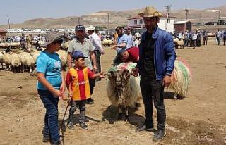 Kurban Bayramı arefesinde canlı hayvan pazarında...
