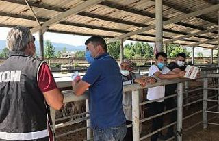 Kurban Bayramı öncesi hayvan pazarlarında sahte...