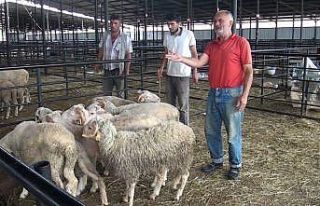 Kurban pazarında fiyatlar yarı yarıya düştü
