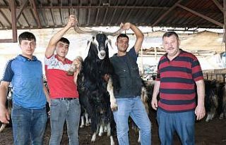 Kurban pazarında uzun boynuzlu keçilere ilgi büyük