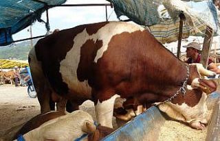 Kurban pazarının ’Paşa’sı alıcısını bekliyor