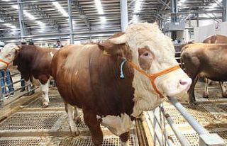 Kurban pazarlarında pazarlıkta el sıkışma geri...