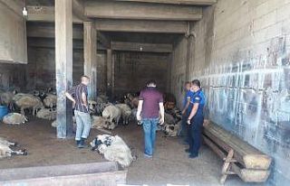 Kurban satış yerleri denetleniyor