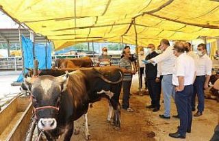 Kurbanlık alacaklara uyarılar