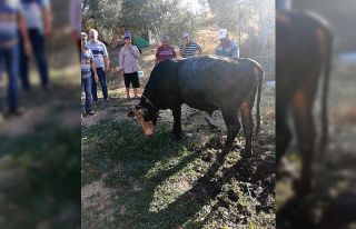 Kurbanlık dana kuyuya düştü