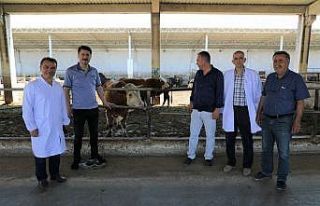 Kurbanlık hayvan satış ve kesim yerlerinde inceleme