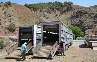 Kurbanlıklar yayladan indirildi bayram hazırlıkları...