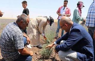 Kurtalan’da lavanta bahçelerinde ilk hasat heyecanı