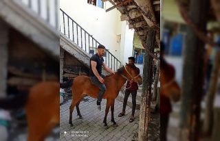 Kurtların saldırısına uğrayan at telef oldu