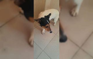 Kuşadası Belediyesi Sopen’i sahibine kavusturdu