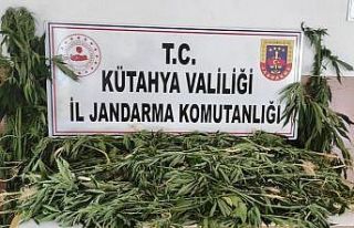 Kütahya’da 90 kök kenevir bitkisi ele geçirildi