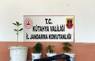 Kütahya’da saksı içerisinde Hint keneviri yetiştiren...