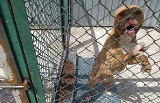 Kütahya’da yasaklı, tehlike arz eden köpek gezdiren...