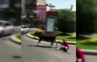 Kuyruğundan tuttuğu dananın peşinden sürüklendi