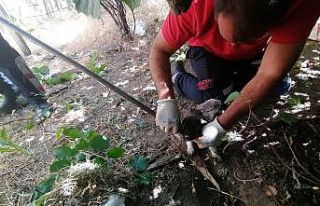 Kuyuya düşen yavru köpekleri itfaiye kurtardı