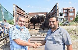 Lapseki’de kurbanlık hayvan pazarı kuruldu