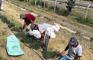 Lavanta bahçesine dönüşen eski çöplükte hasat...