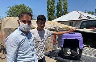 Leylek ve Ebabil kuşu tedavi altına alındı