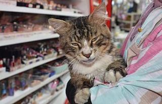 Mahallenin maskotu kedi iyileşerek sağlığına...