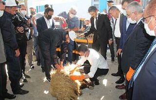 Malatya Valisi Baruş, koyun kırktı