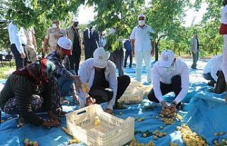 Malatya’da kayısı hasadı başladı