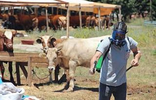 Maltepe’nin tek kurban pazarı bayrama hazır
