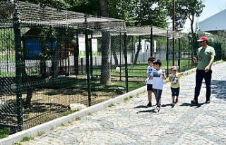 Mamak’ın mini hayvanat bahçesi ilgi odağı oldu