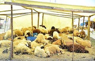 Mamak’ta kurban hazırlıkları başladı