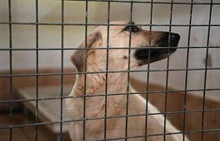 Manavgat Hayvan Barınağındaki kedi ve köpekler...