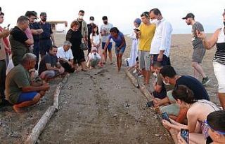 Manavgat’ta sezonun ilk Caretta Caretta yavruları...