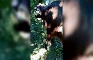 Manda sürüsüne ayı saldırdı