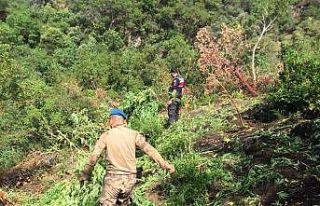 Manisa’da 10 bin 500 kök kenevir ele geçirildi
