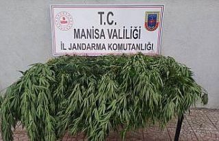 Manisa’da 43 kök kenevir bitkisi ele geçirildi