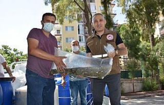 Manisa’da 694 bin adet pullu sazan yavrusu baraj...