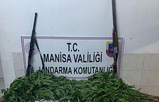 Manisa’da jandarmadan kenevir operasyonu