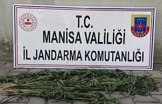 Manisa’da kenevir operasyonu