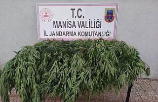 Manisa’da kenevir operasyonu: 50 kök ele geçirildi